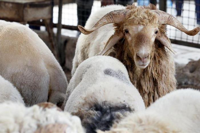 وقف تصدير الخراف الحية لدول الجوار ..  التفاصيل