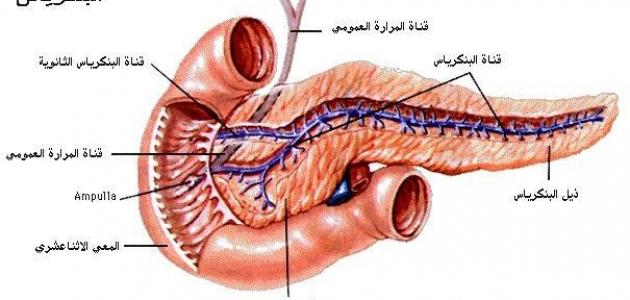 اسباب غير متوقعة لسرطان البنكرياس