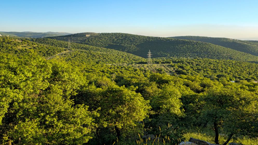  وزير الزراعة يشدد على حماية الثروة الحرجية