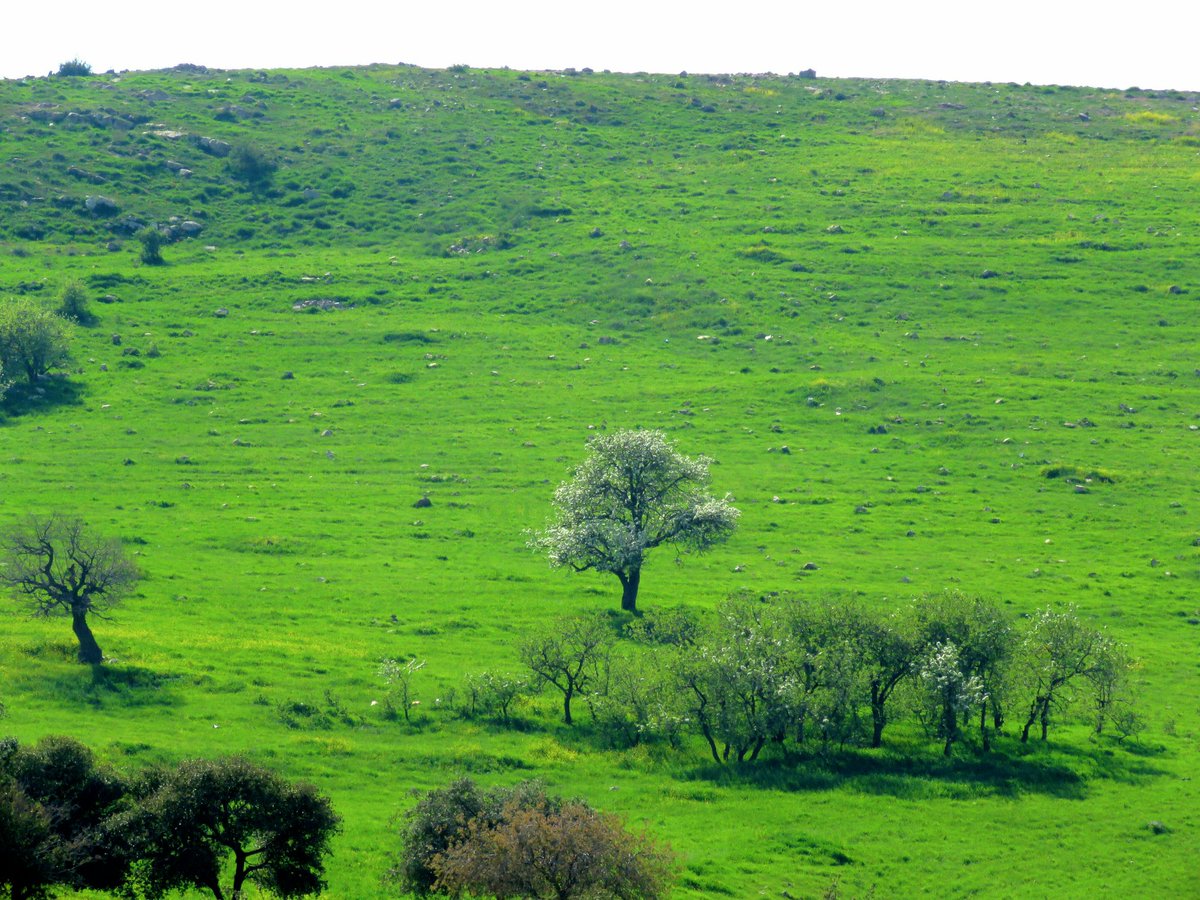 انطلاق مهرجان ربيع عجلون الخميس 