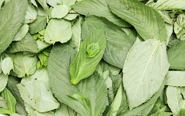 كيلو الملوخية يصل إلى دينار ونصف ..  أسعار الخضار محلياً