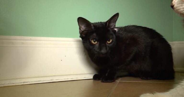 قط بأربع آذان يثير إعجاب العالم في ألاباما!