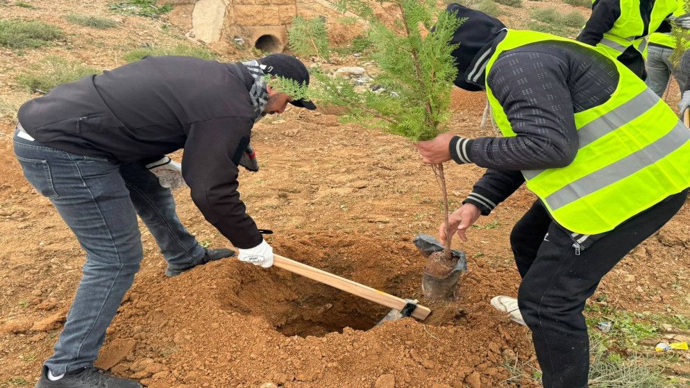 100 بلدية تزرع 70 ألف شجرة في يوم واحد ضمن حملة التشجير