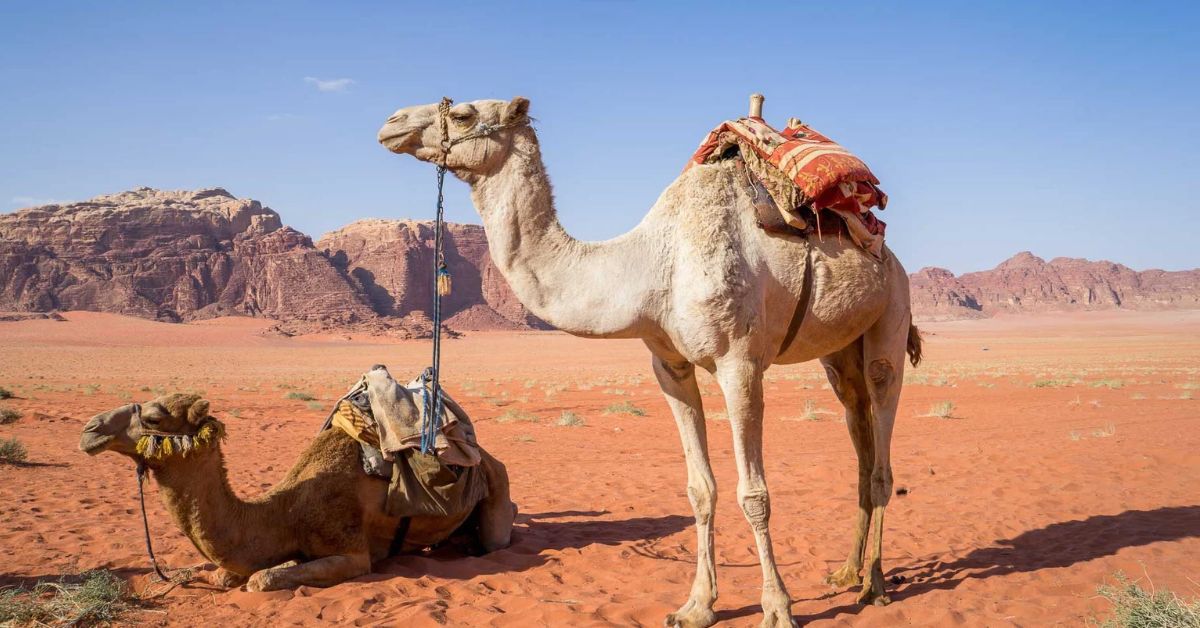 غضب في العقبة بسبب استبعاد أبنائها من حفل دولي للهجن