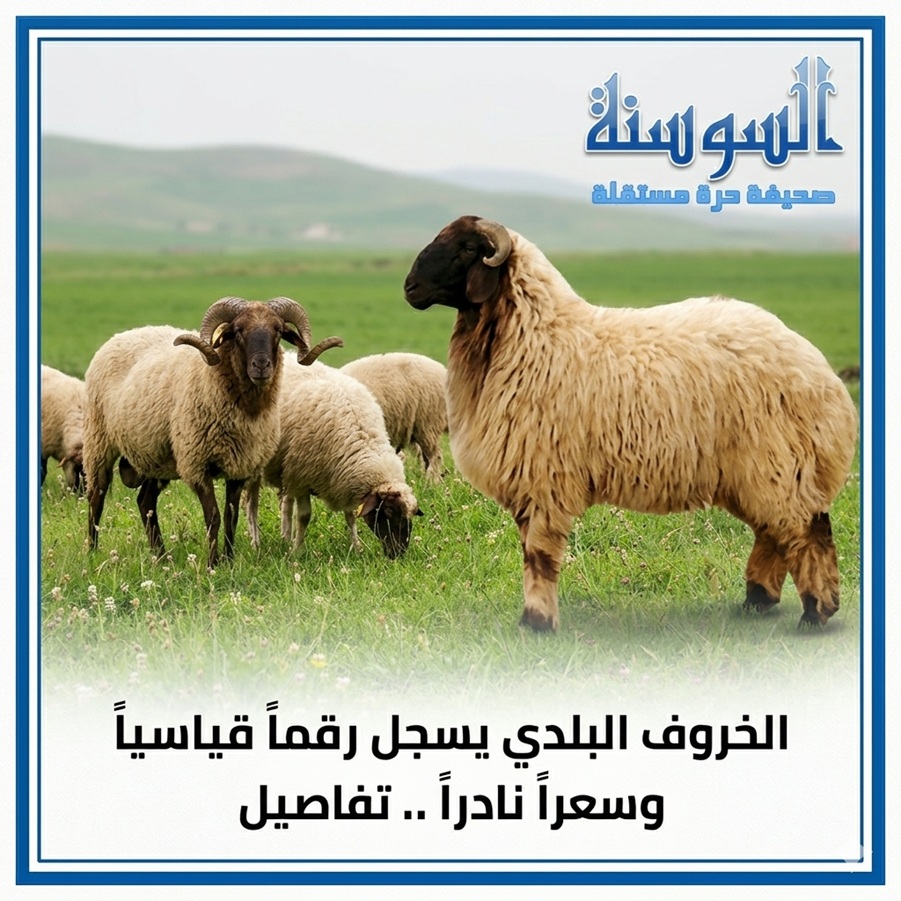 الخروف البلدي يسجل رقماً قياسياً  وسعراً نادراً  ..  تفاصيل