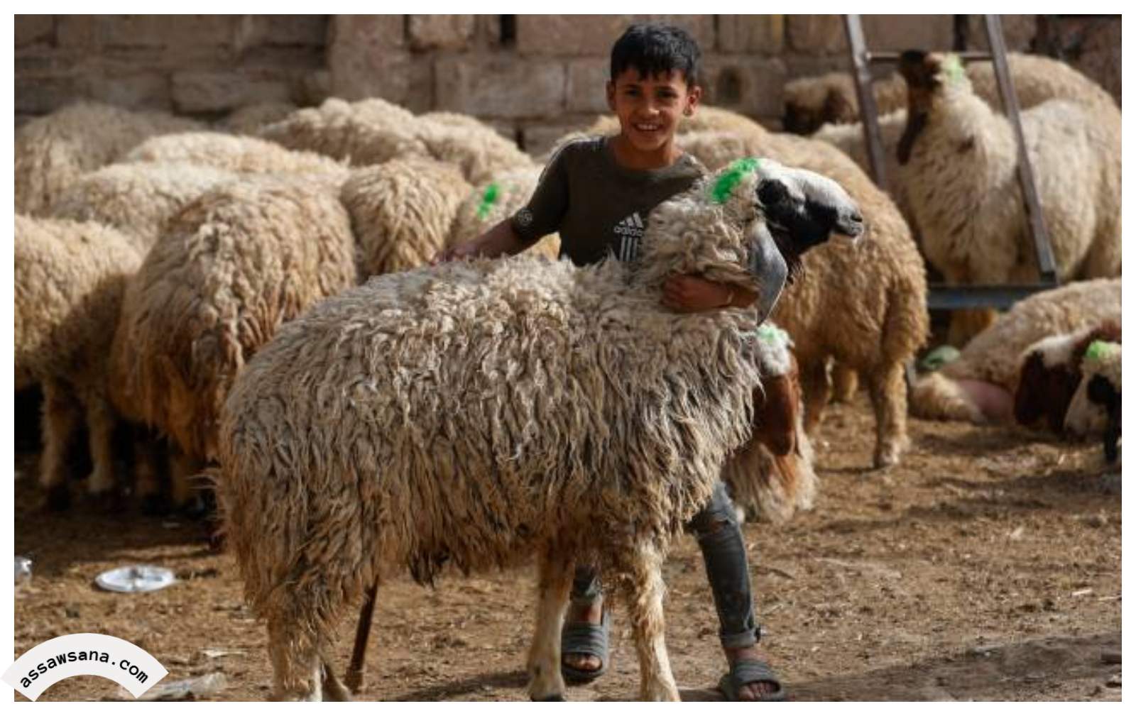 الإفتاء الأردنية توضح حكم شراء الأضحية بالدين 
