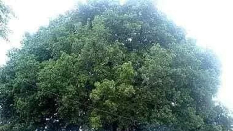 سوريا .. سقوط شجرة بلوط عملاقة عمرها 500 سنة