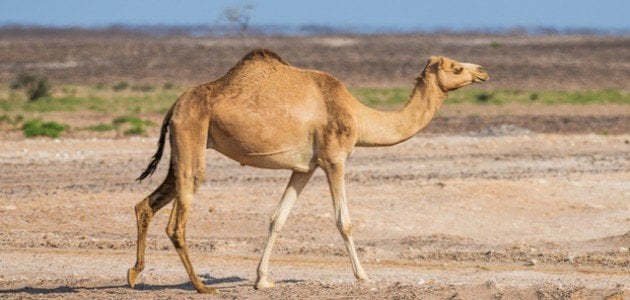 شحم الجمل  .. لعلاج الربو وتبيض البشرة