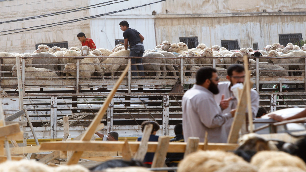 أمانة عمّان: البدء بإزالة وتنظيف مواقع بيع الأضاحي