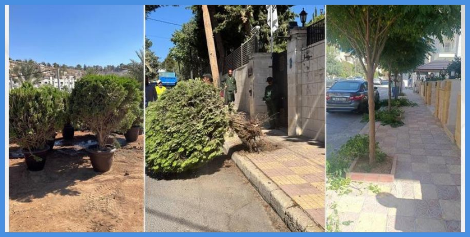 لماذا تُزال الأشجار من أرصفة عمّان ..  الأمانة ترد على استياء الأردنيين
