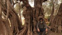 الاستيطان الإسرائيلي يهدد بقطع ثاني أقدم شجرة زيتون في العالم