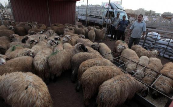 الزراعة الأردنية تستأنف استيراد الاغنام الحية