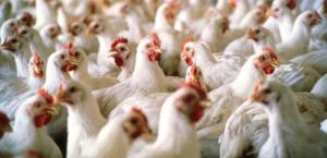 مطالبة بزيادة الرقابة على محال بيع الدجاج