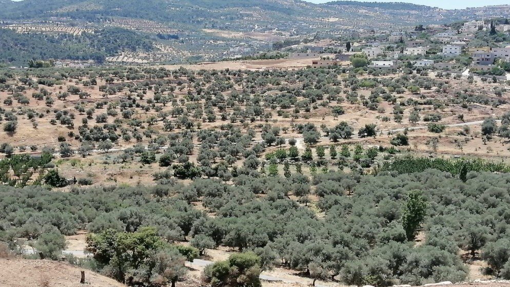 الهطولات المطرية عززت الإنبات الطبيعي بعجلون