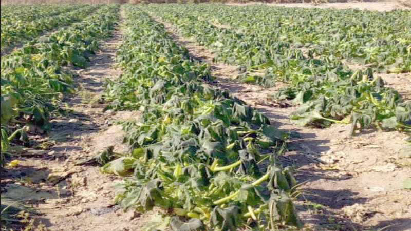 دعوة للمزارعين لاتباع الإرشادات الوقائية لمواجهة الحر