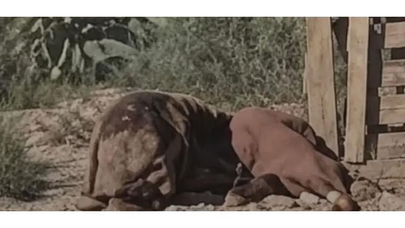 ظهور أسد في معان يتصدر حديث الأردنيين ..  ما القصة