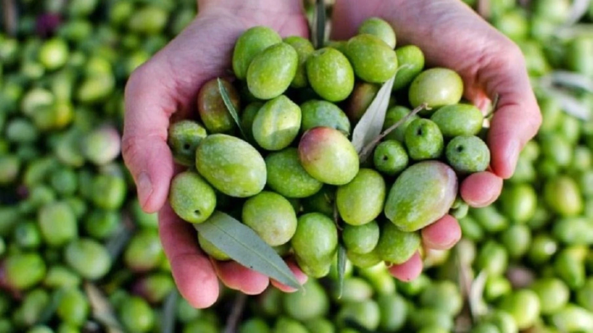 توقعات بإنتاج 500 طن من زيت الزيتون في الطفيلة