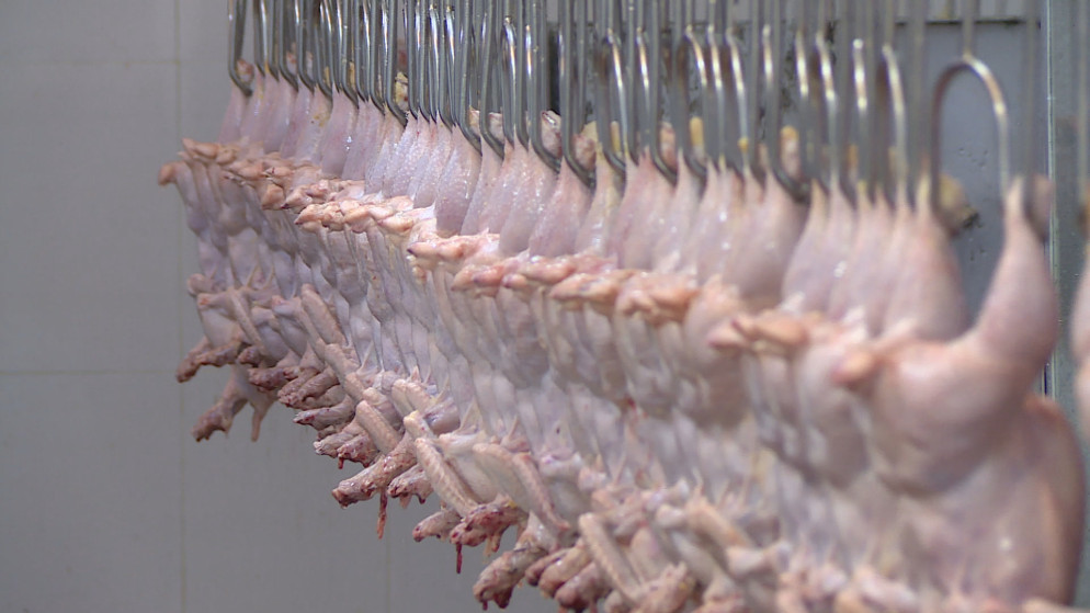 الأردن يحقق الاكتفاء الذاتي من الدواجن رغم التحديات العالمية