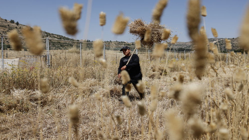 مزارعون فلسطينيون يسرعون إلى الحصاد في مواجهة عنف المستوطنين
