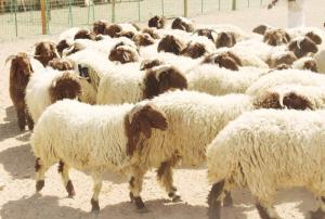 تصدير كميات كبيرة من الخراف الأردنية إلى قطر