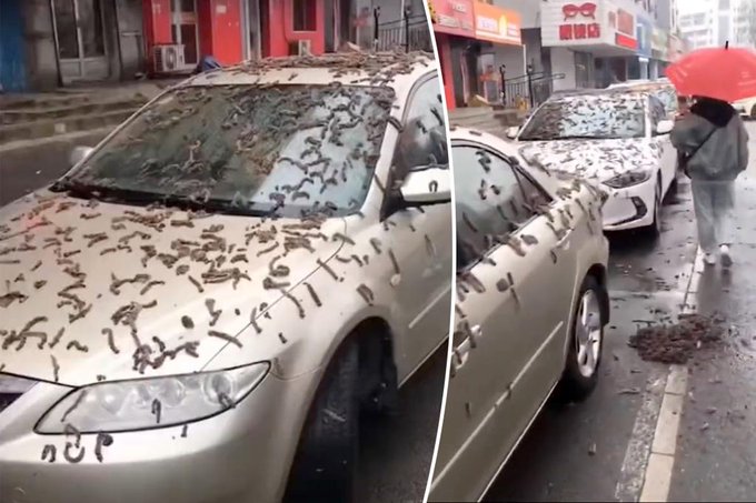 السماء تمطر ديدانا في الصين .. صور