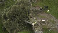 قطع شجرة مشهورة عمرها أكثر من 200 عام