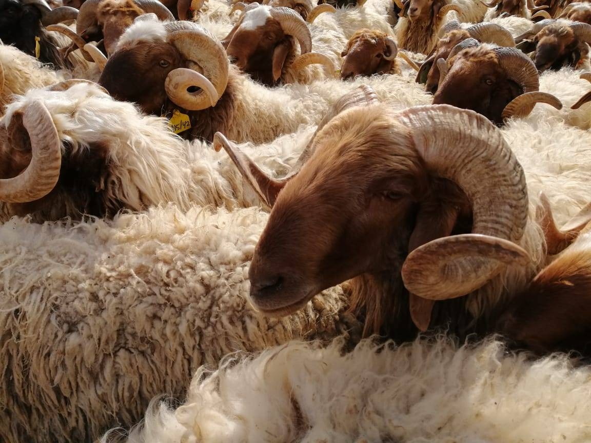 شكاوى من انتشار حظائر الأغنام داخل الأحياء السكنية في المفرق 