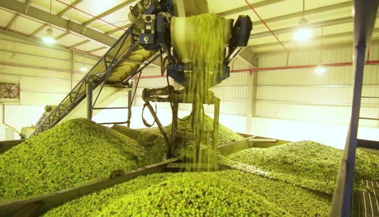 هل ترتفع كلفة تنكة زيت الزيتون بعد رفع أجور العصر؟ مستثمر يوضح
