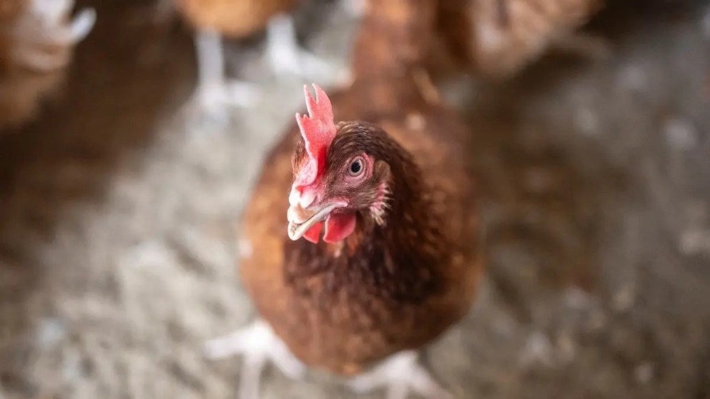  إسرائيل تبلغ عن تفش لإنفلونزا الطيور بمزرعة في الشمال