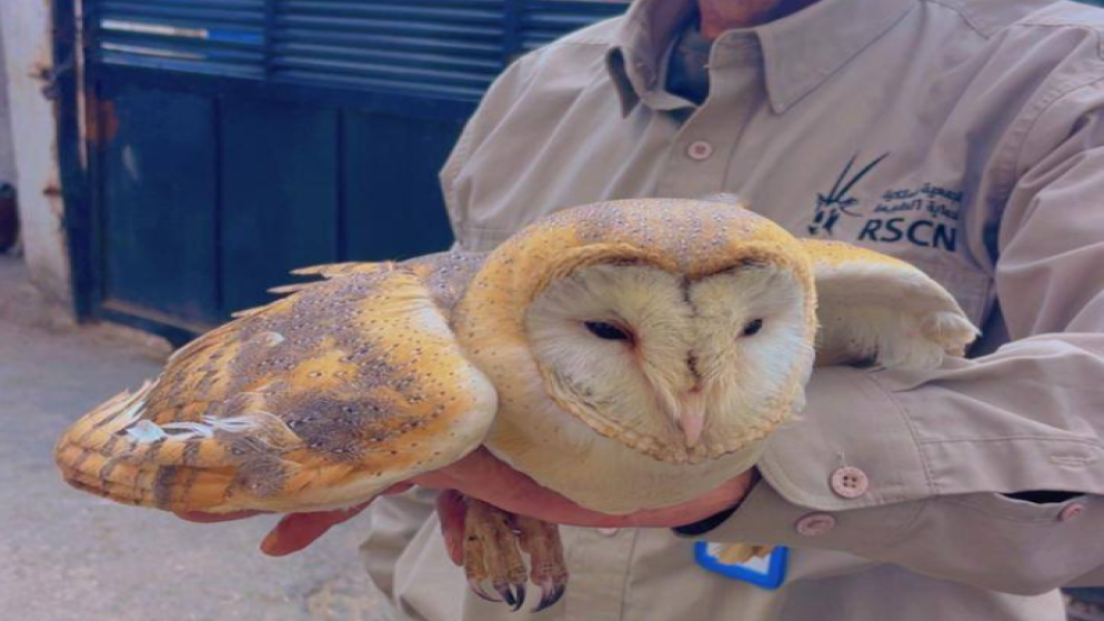 ضبط شخص روج لبيع طيور مهددة بالانقراض عبر مواقع التواصل