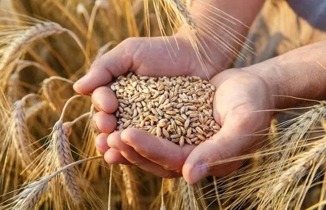 الصناعة والتجارة تطرح عطاء لشراء كميات من القمح