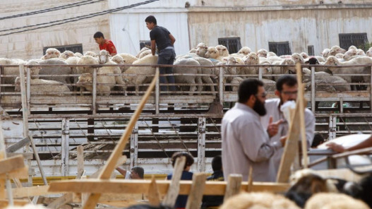 أسعار الأضاحي ترتفع والروماني يتجاوز البلدي لأول مرة
