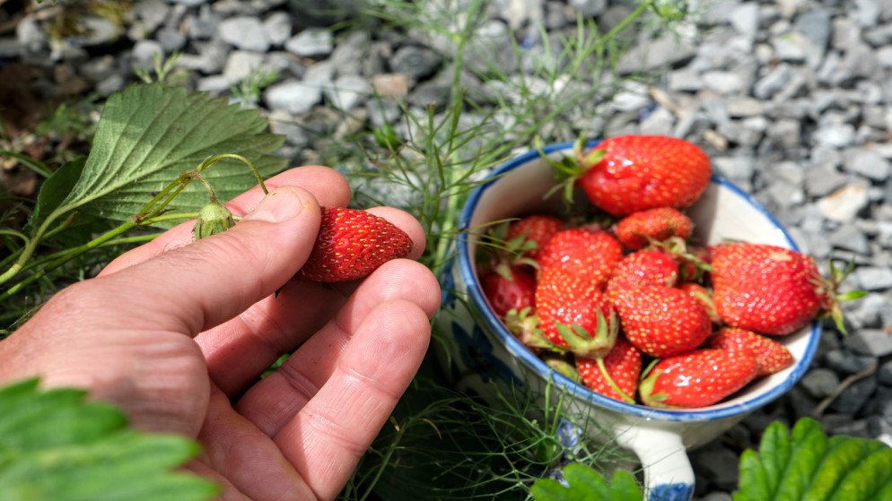 رتفاع أسعار المنتجين الزراعيين 5.7% في 2025