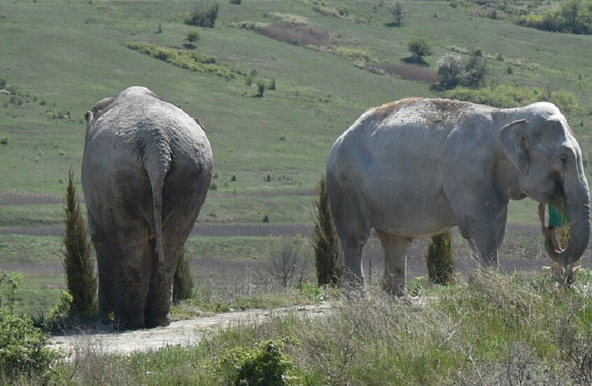 مصرع مليونير أمريكي دهساً تحت أقدام فيل خلال رحلة صيد في إفريقيا