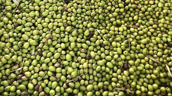 أمطار اليوم ..  دفعة جديدة لموسم الزيتون في الكورة
