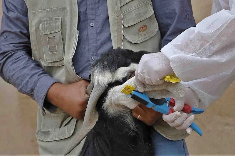 ترقيم 43 ألف رأس ماشية في البادية الشمالية الغربية