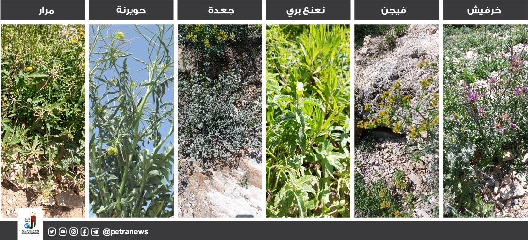 ربيع الأردن .. 30 نباتًا بريًا مهدَّدًا بالانقراض