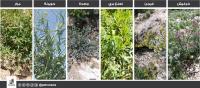 ربيع الأردن .. 30 نباتًا بريًا مهدَّدًا بالانقراض