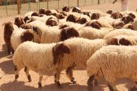المفرق تصدّر 585 ألف رأس ماشية إلى الأسواق الخليجية 
