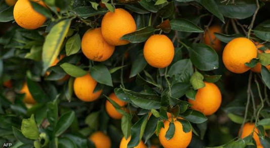 لهذا السبب  ..  لا يجب أن ترمي قشور البرتقال