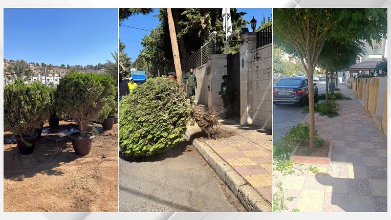 لماذا تُزال الأشجار من أرصفة عمّان ..  الأمانة ترد على استياء الأردنيين