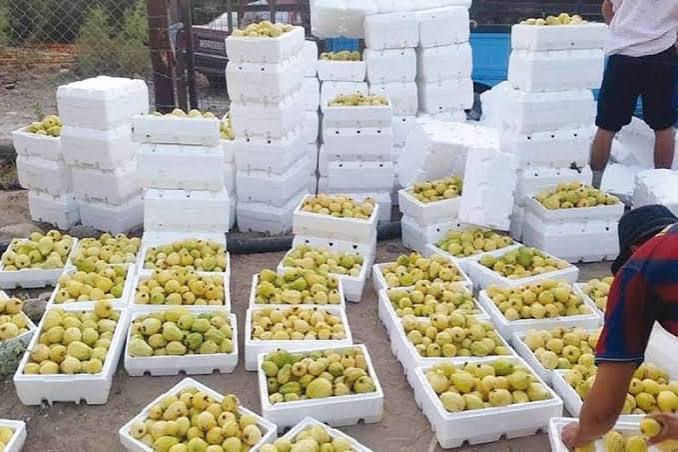 جوافة سحم ..  حكاية ثمرة صنعت هوية بلدة