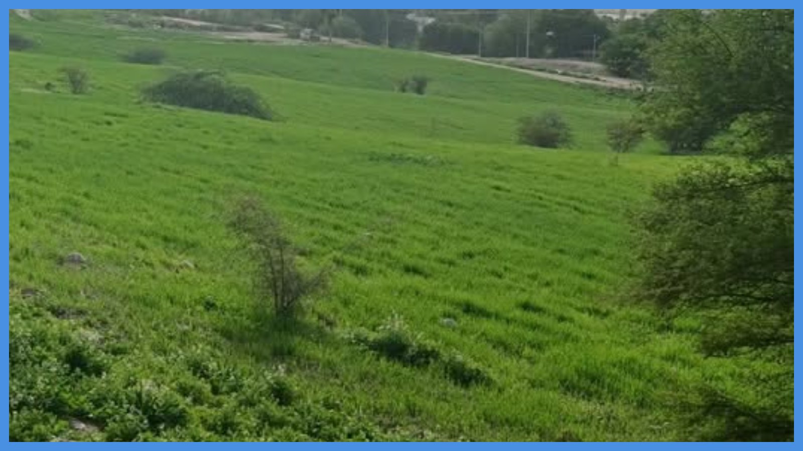 المساحات الخضراء في الأغوار