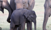 تحذير صادم بشأن أعداد الفيلة في العالم