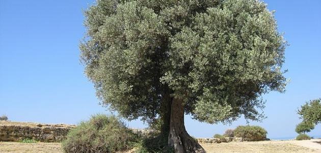 جلسة لمدرسة الإدارة المتكاملة لأشجار الزيتون في بلدة حرثا