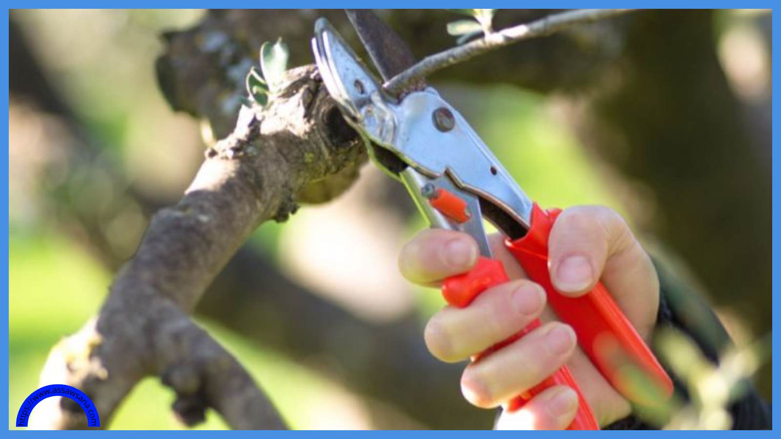 أهمية تقليم أشجار الزيتون 