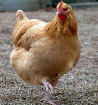  دجاجة تتسبب في إعدام رجل بالجزائر 