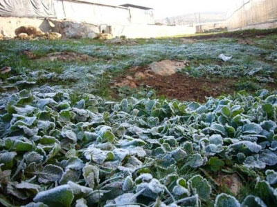 زراعة الكرك تستكمل استعداداتها لمكافحة دودة الزرع 
