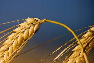 القمح يسبب الإصابة بالعقم وهشاشة العظام 