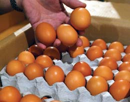 اتلاف لحوم وبيض فاسد في اربد